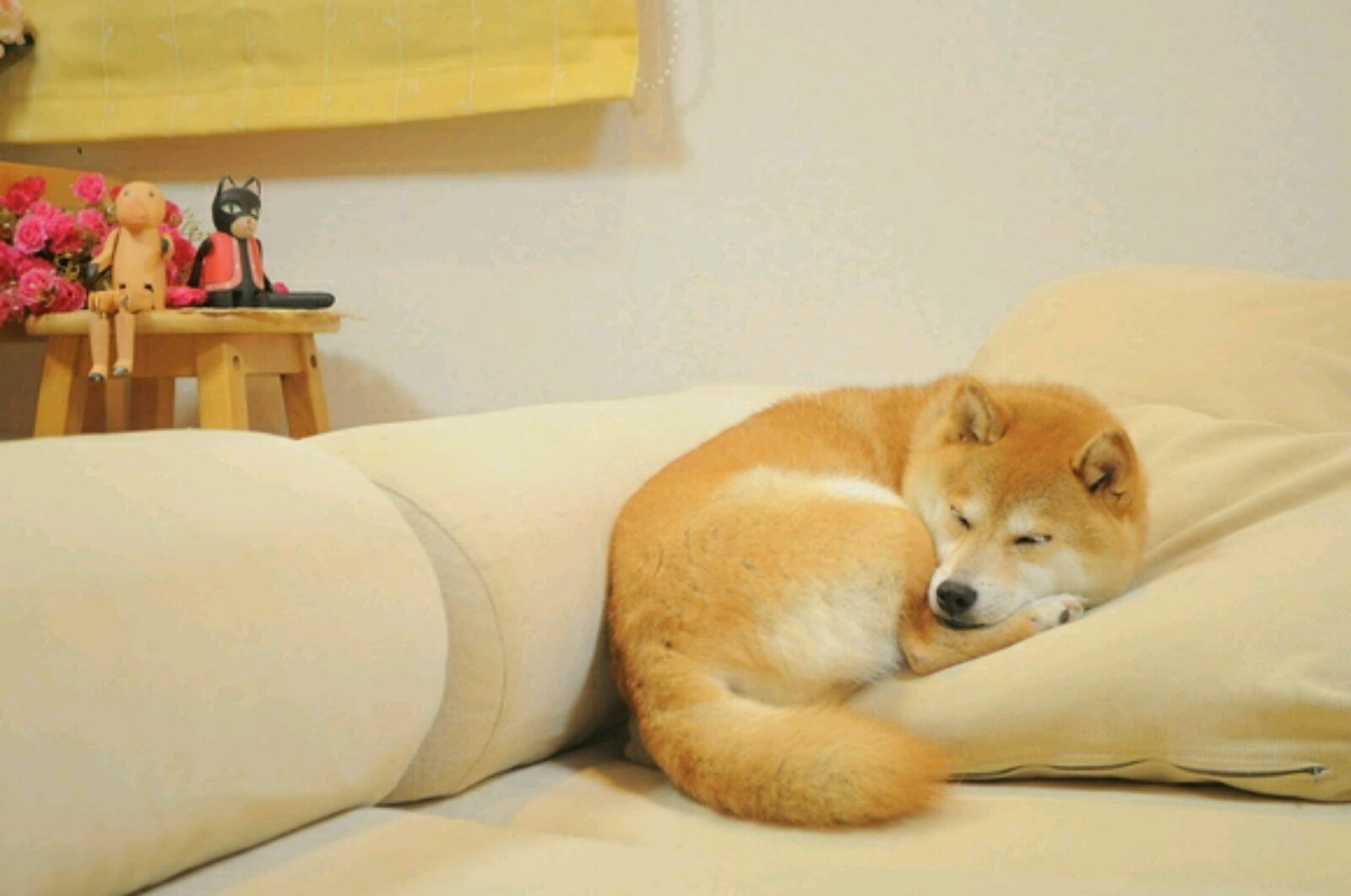 Сиба-ину Doge