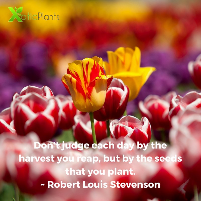 XoticPlants's tweet photo. Don't judge each day by the harvest you reap but by the seeds that you plant. ~ Robert Louis Stevenson #quotes #inspirationalquotes #plants https://t.co/G9k24YfEfI