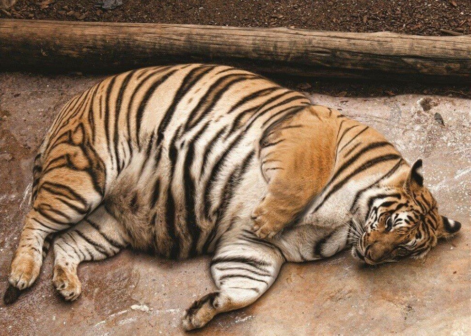 twdwalkerbrasil's tweet photo. Shiva depois episódio #TWD7NaFOX https://t.co/J2ha6ucCOp