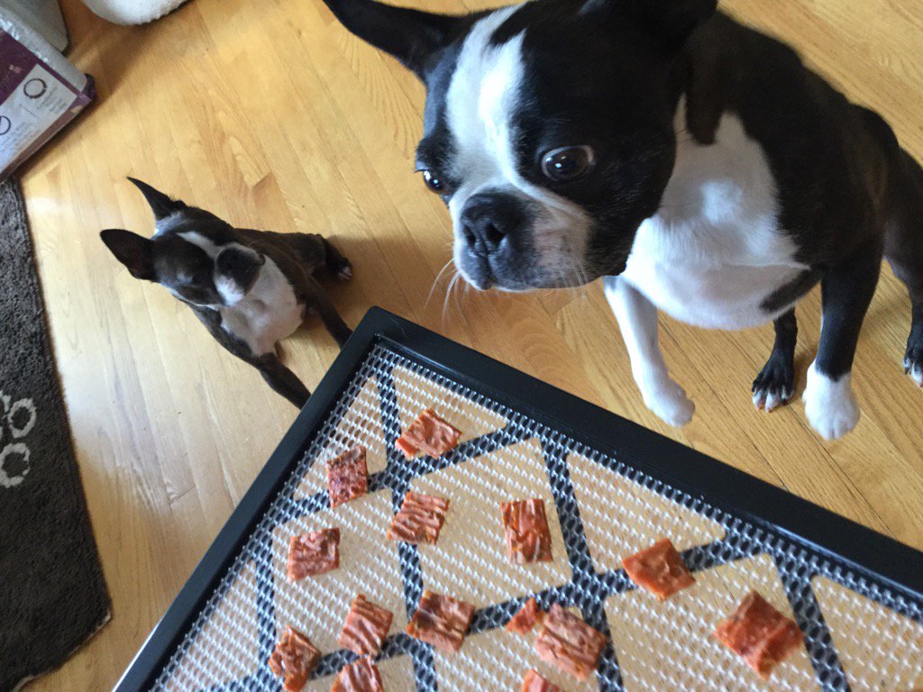 sandbott's tweet image. We got a new kitchen toy and treats were made for ME! Kubi, they are ALL MINE! You can't have any.