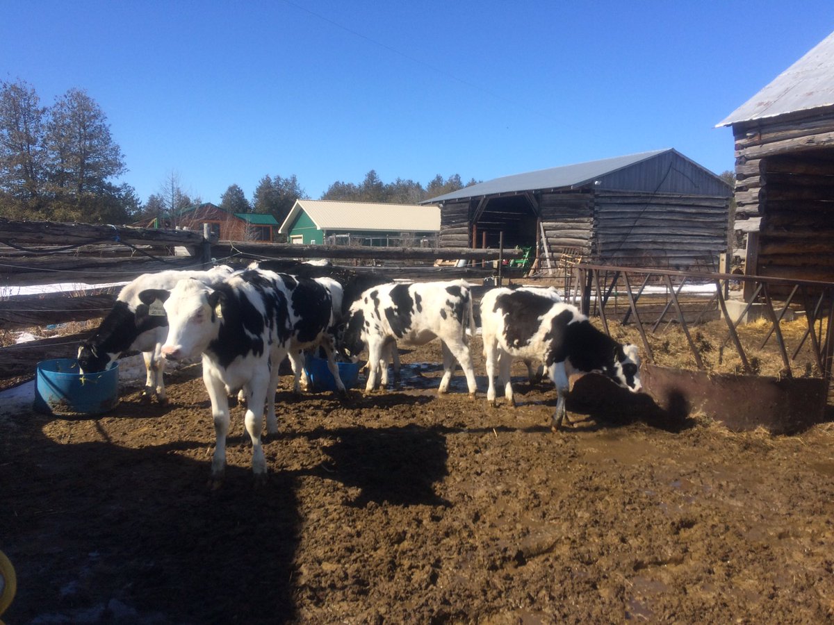 AmandaOConnell5's tweet photo. The #beef farm has been taken over by team #dairy until the heifer barn renos are done #construction #robot3 #farmkids https://t.co/nLA6qg5jkB