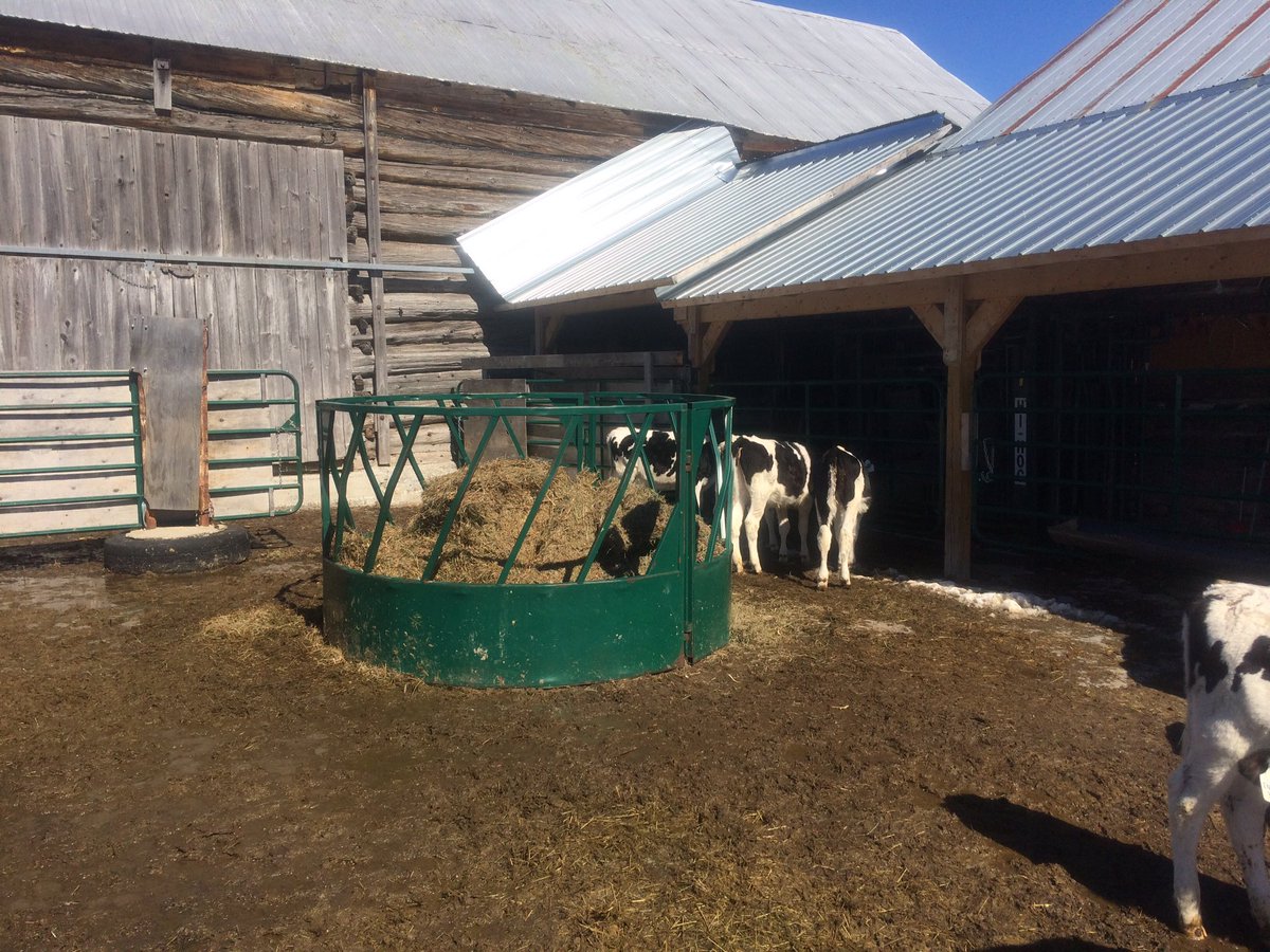 AmandaOConnell5's tweet photo. The #beef farm has been taken over by team #dairy until the heifer barn renos are done #construction #robot3 #farmkids https://t.co/nLA6qg5jkB