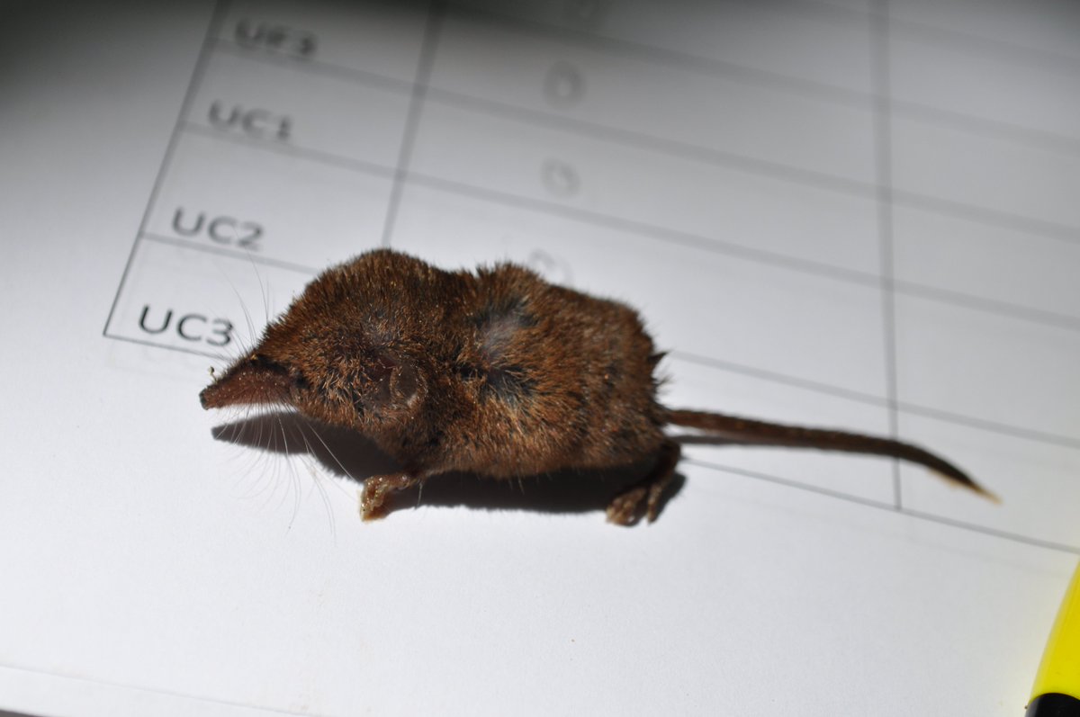 SquamataSci's tweet photo. Mortal enemy of #TinyHerps? #TinyMammals!
Southeastern #Shrew, Sorex Longirostris. Captured/released during my ms #herpsci research in #AL https://t.co/tHFQrdVS2n