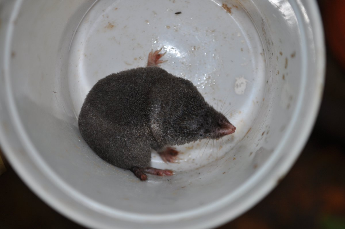 SquamataSci's tweet photo. More enemies of the #TinyHerps! #TinyMammals Short-Tailed #Shrew, Blarina brevicauda caught in my pitfall traps during my master's research https://t.co/kw5jMAaaKM