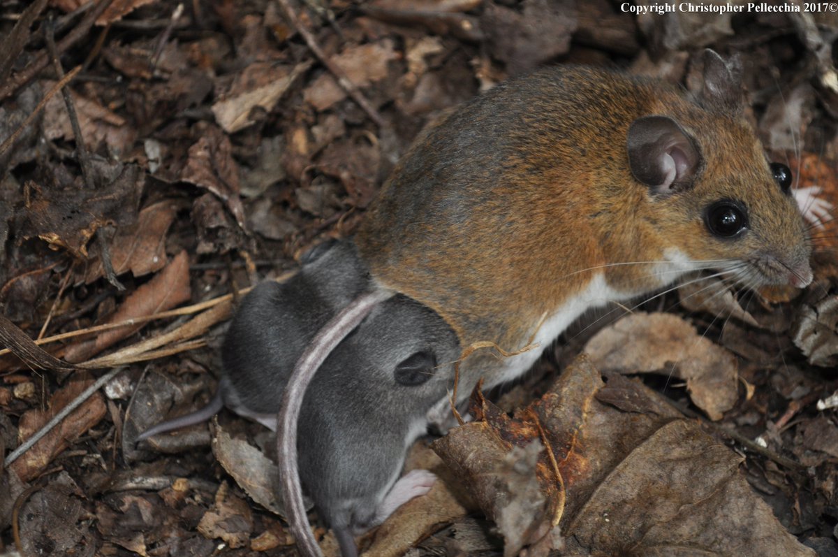 SquamataSci's tweet photo. When trapping for #TinyHerps you can find #CUTE #TinyMammals like a White-footed mouse, Peromyscus leucopus, with young. No snakes that day. https://t.co/YLkAjPTqGX