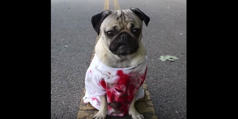 pawscots's tweet photo. Who watch #TheWalkingDeadfinale?? Raise your paw! #TWD #TWDFinale #TheWalkingDead #pugedition #puglife https://t.co/AIMNF378eM