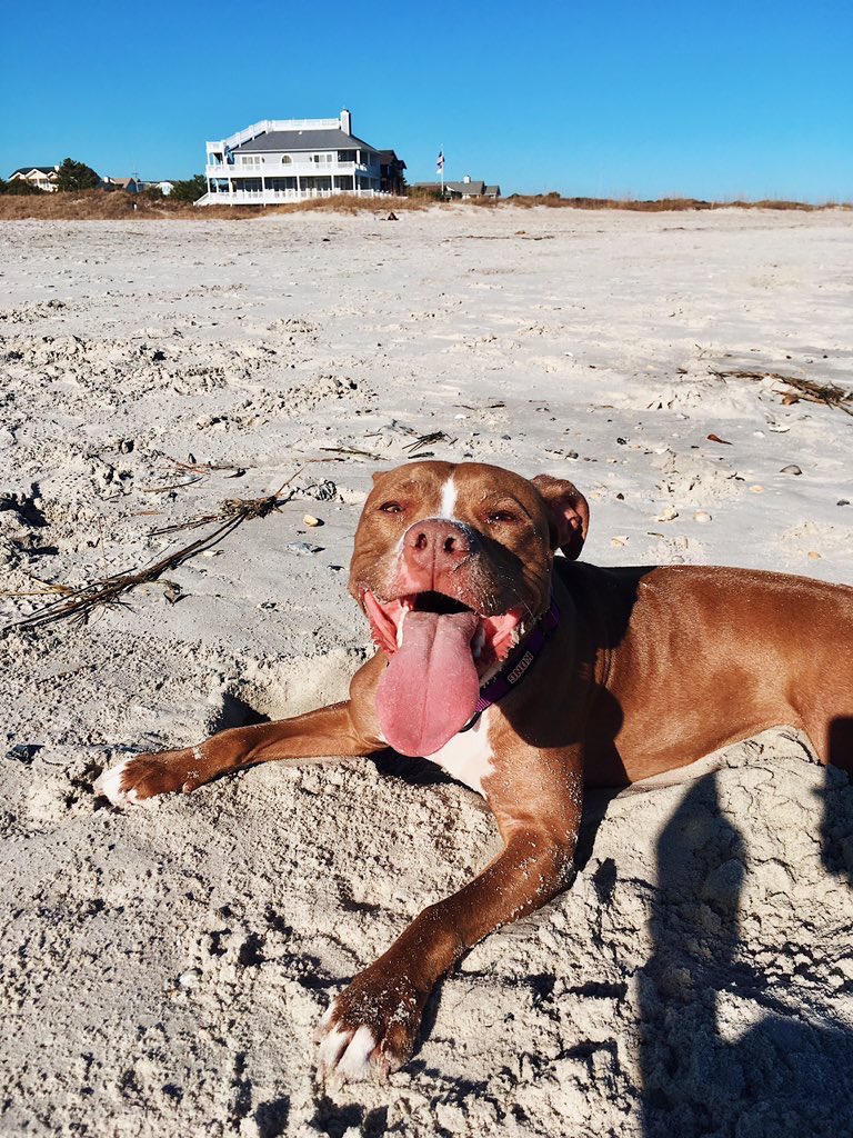 pitbulIpics's tweet photo. beach days are the best days 🌴🌊 https://t.co/2YyLuOij7h