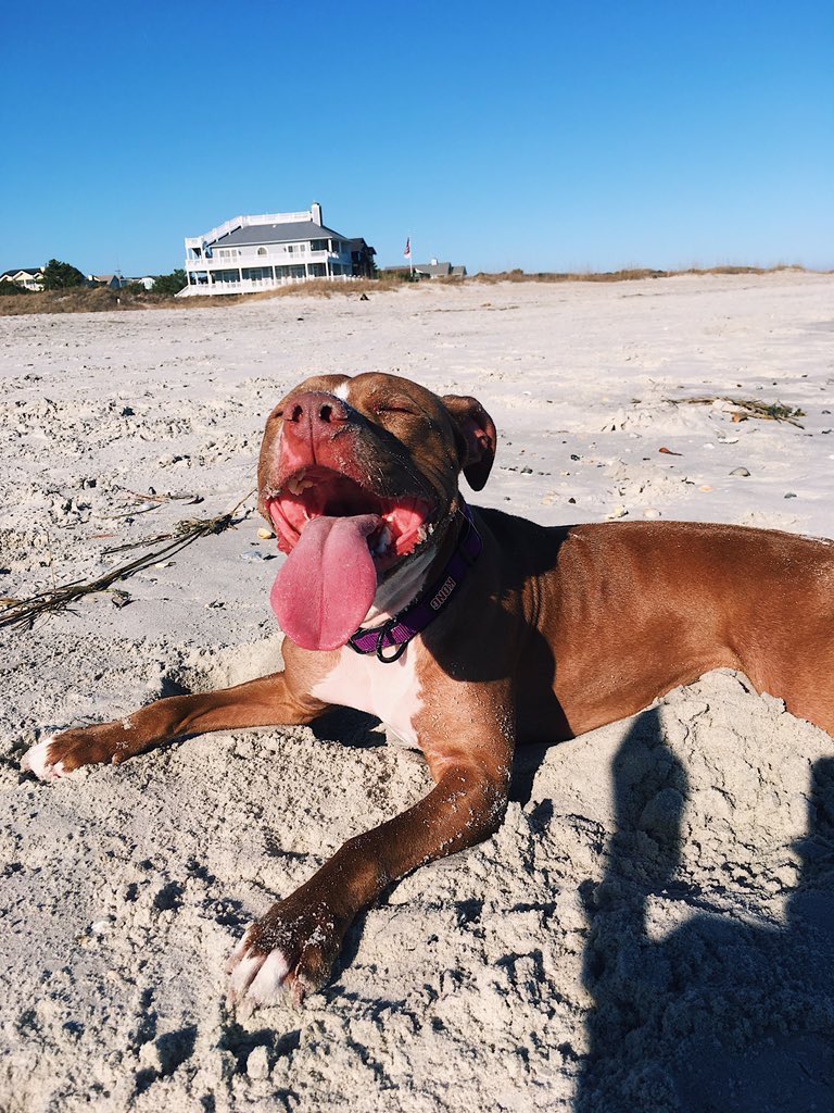 pitbulIpics's tweet photo. beach days are the best days 🌴🌊 https://t.co/2YyLuOij7h