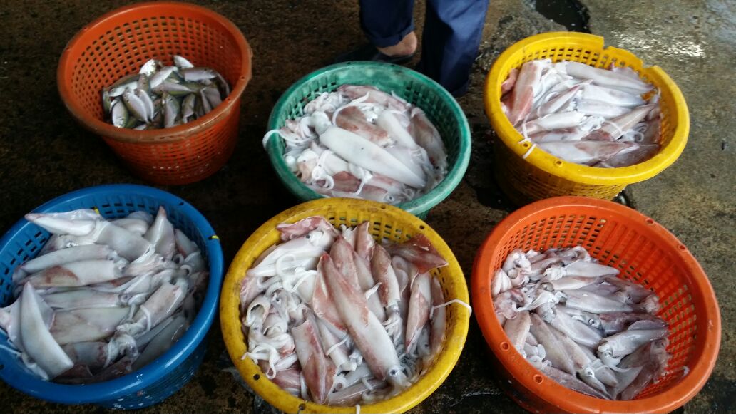LKIMGANU's tweet photo. Kompleks  #LKIM Pulau Kambing 
selayang 8 
kembong 13
selar kuning 5
sotong A 24
sotong B 20
aya kurik 7
aya hitam 9
@LKIM_HQ @LKIMHQ https://t.co/HnYajfXAn6