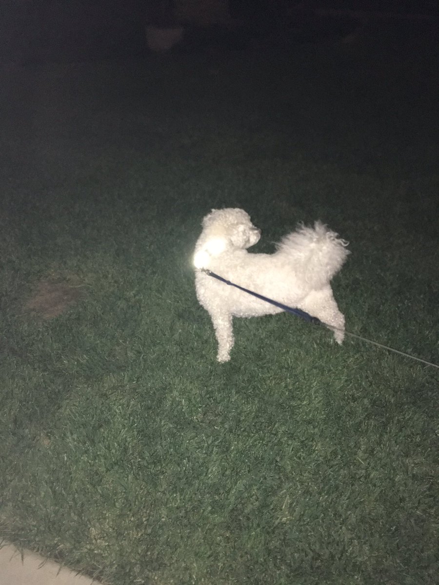 PetReflex tweet picture