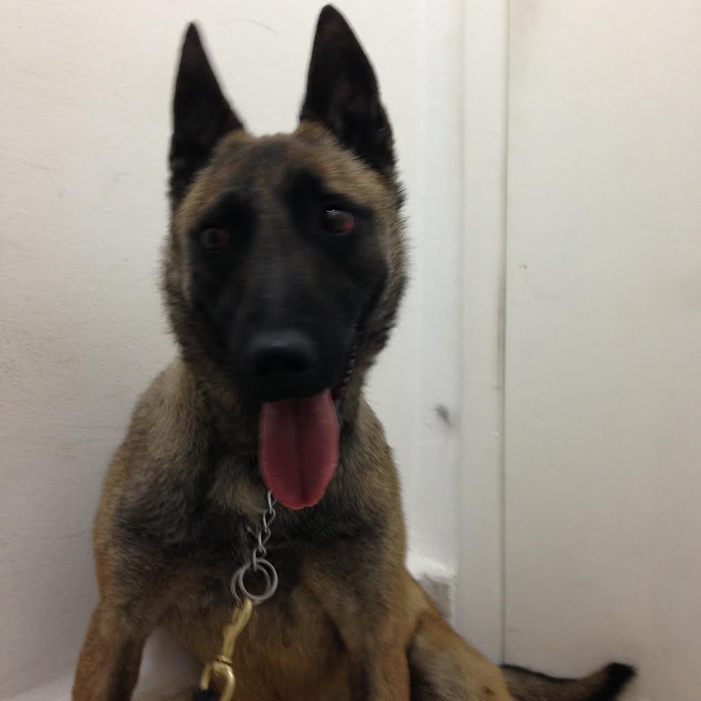 mntoinett's tweet photo. @En_laDelValle @ColNarvarte Encontré esta perrita sin placa y con collar en la NARVARTE ¿Alguien la reconoce o la quiera adoptar? https://t.co/NZ55D15oPx