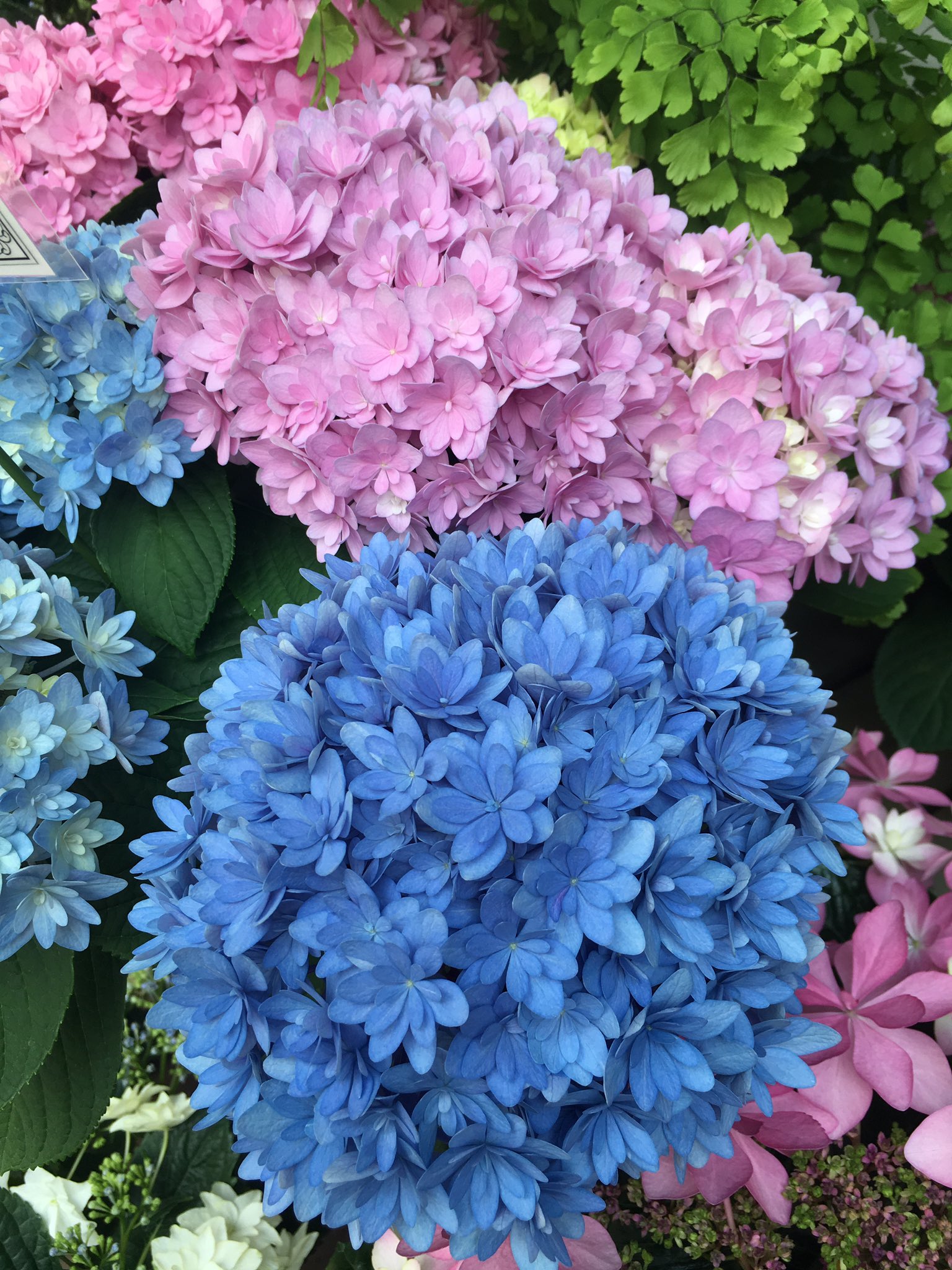 赤塚植物園オンライン 花の音 紫陽花です 八重咲き 覆輪 ガクアジサイ こんなに綺麗なら 今が何月とかもう関係ないです 花の音 Ffcパビリオン 花 紫陽花 アジサイ T Co Xbwsb8zrzr Twitter