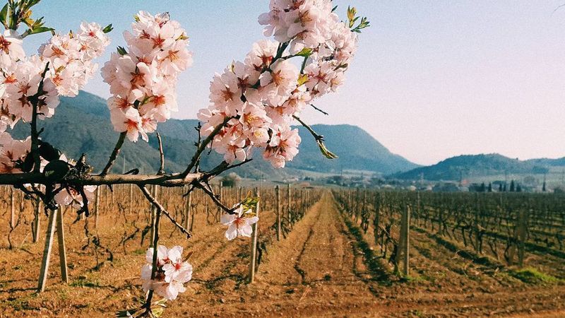 crymnash's tweet image. Цветущий Крым crymnash.ru/tsvetushhij-kr…