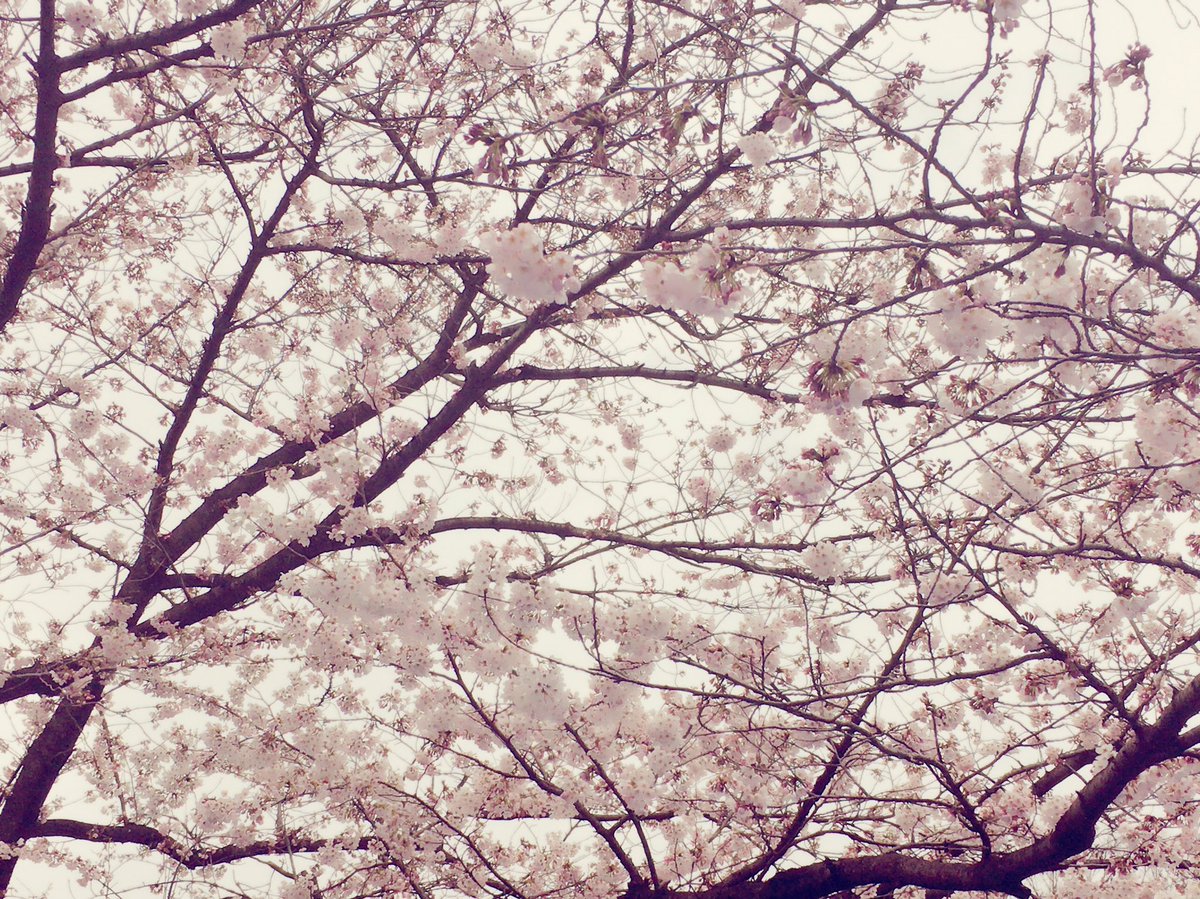 2chodeland's tweet photo. 2ChoLANDオープンしました

突然の雨と雷凄かったですね💦💦
今日は花見に行ってきました！
桜が綺麗で綺麗で…

そんな本日
まさとママ
ひろやばぁば
の2人でお待ちしております！

ラスト前日！
飲みましょう😘

にちょにちょらんらんるー🙌🙌🙌 https://t.co/zQ5zFYEUSl