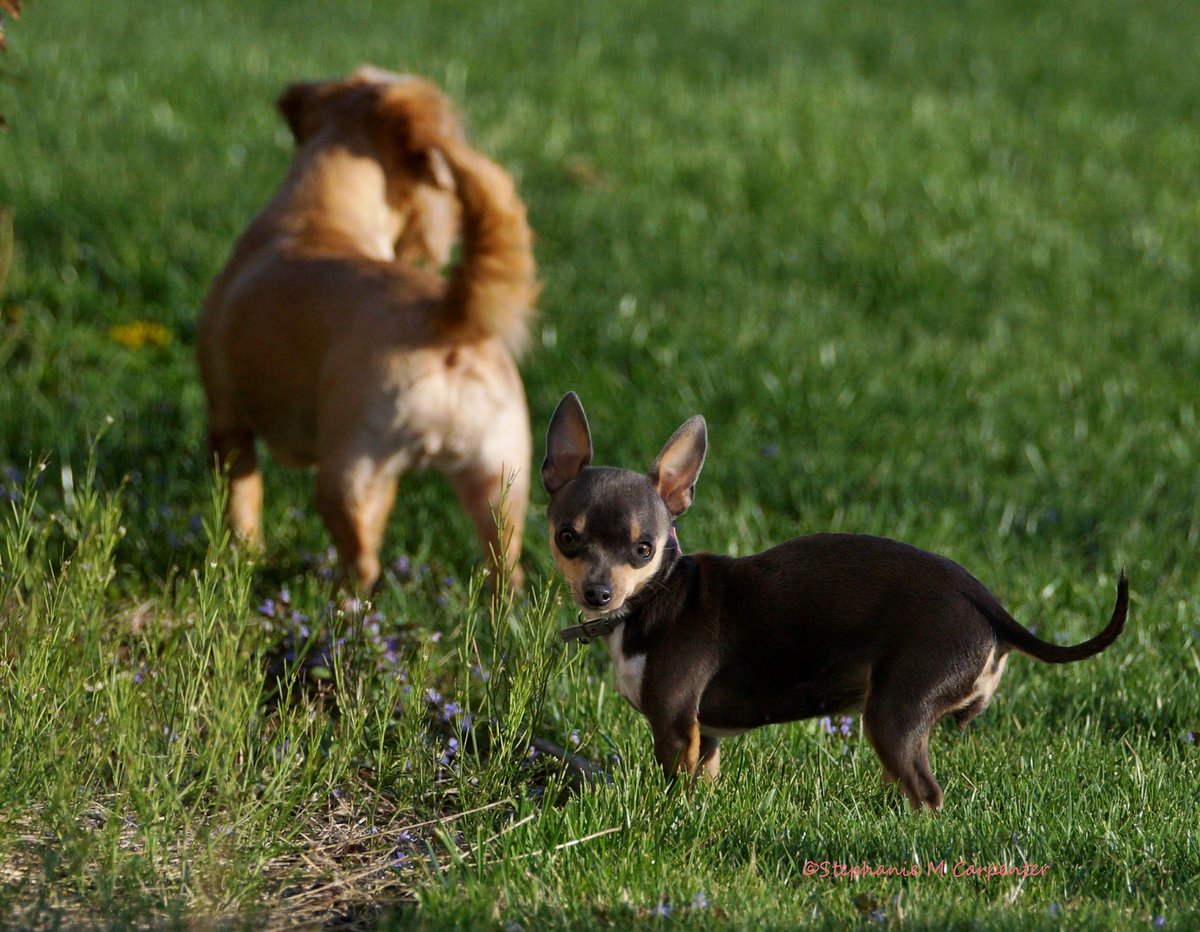 MrsStephie412's tweet image. Love these lil girls 💖 My Angel-Lily &amp;amp; Mini RainDrop 🐾