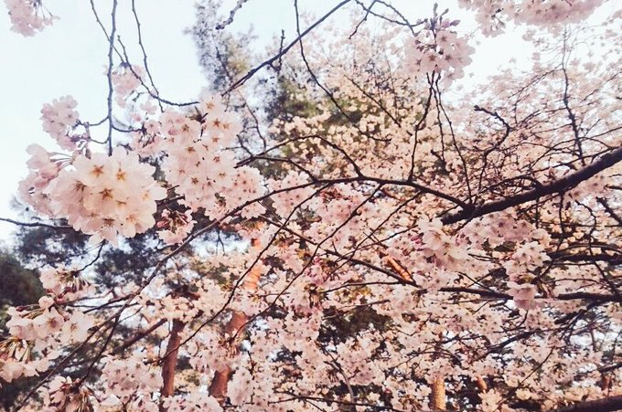 「桜 木」のTwitter画像/イラスト(古い順)