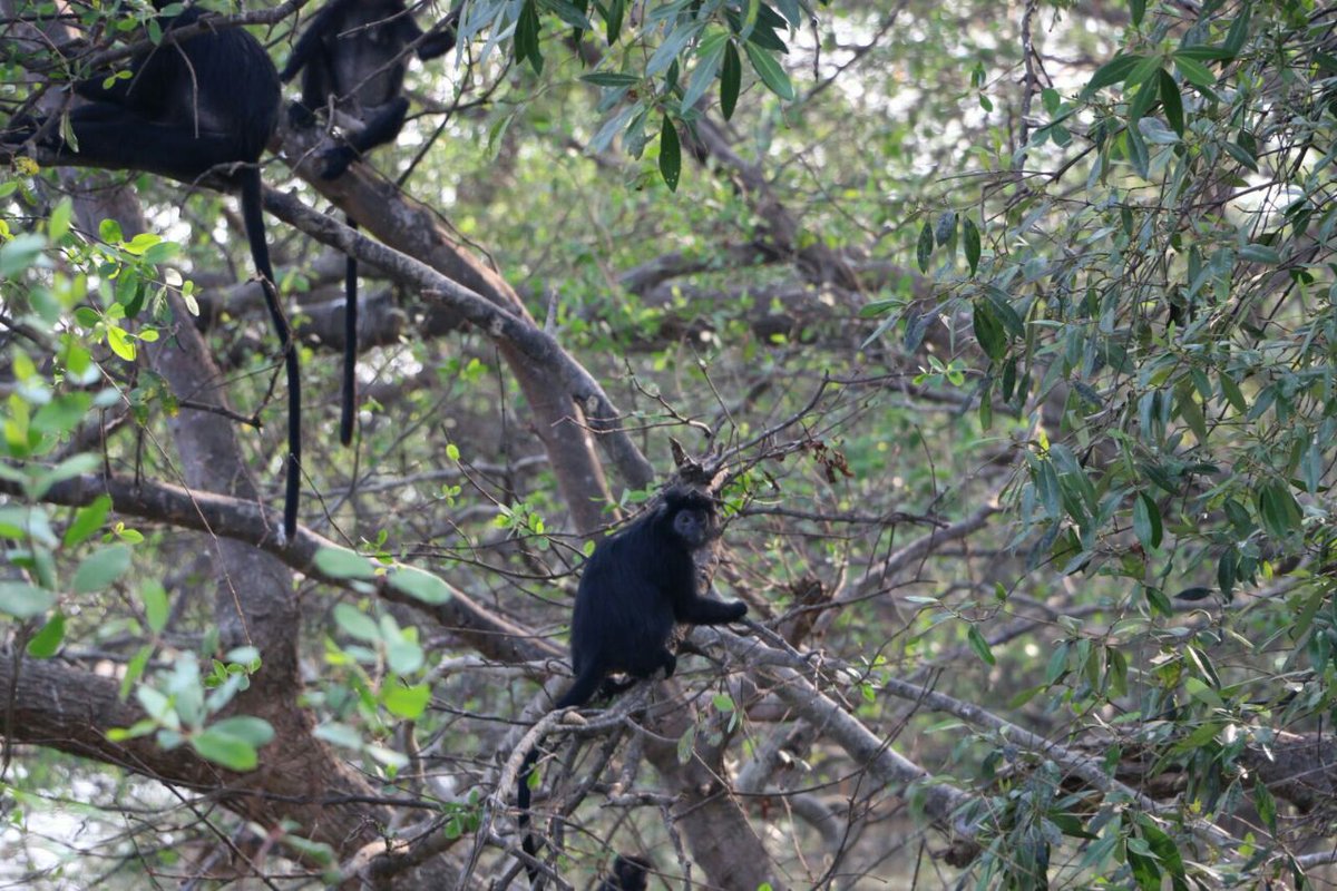 ahmadqurtubi77's tweet photo. Lutung jawa di ujung muara sungai citarum, potensi wisata di utara bekasi
Muaragembong Bekasi @Rimba_MNCTV
#jejakrimba
#alipbata
#savemugo https://t.co/UrnDx7DwNR