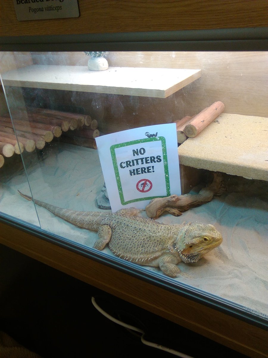 rAnDoM_RJ's tweet photo. #critterfreeVIP  @PetsatHome  this is buddy the pogona vitticeps (bearded dragon ) isn't he just the cutest https://t.co/xc8ICFwyJ8