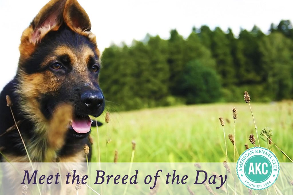 akcdoglovers's tweet photo. The #AKCGermanShepherdDog is described as smart, confident, and courageous. #AKCBreedOfTheDay Learn more: https://t.co/VzUb8UpIPH https://t.co/oIsjLzzkQH