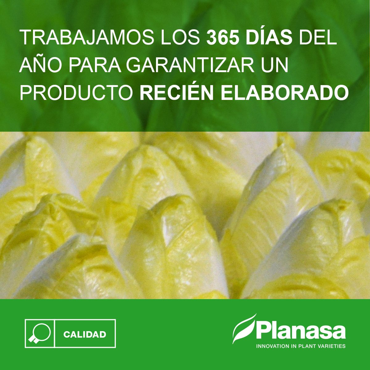 planasa_group's tweet photo. Producimos la #endibia en el día para asegurar un suministro regular, just in time y sin stock de las cantidades deseadas por el cliente https://t.co/MuFd31TRSK