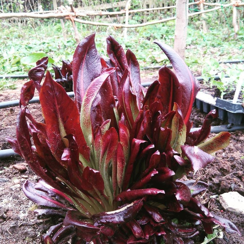 NibleyLeaves's tweet photo. #redchicory in our #saladbags Stimulates the metabolism and immune function and fights free radicals. #benefitsofbitters #midfields #matter… https://t.co/oN7PSCdwxw