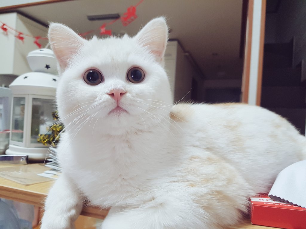 집사B tweet media