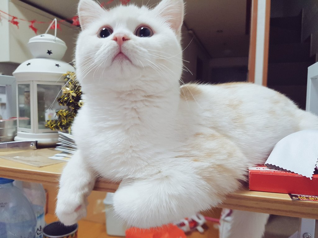 집사B tweet media