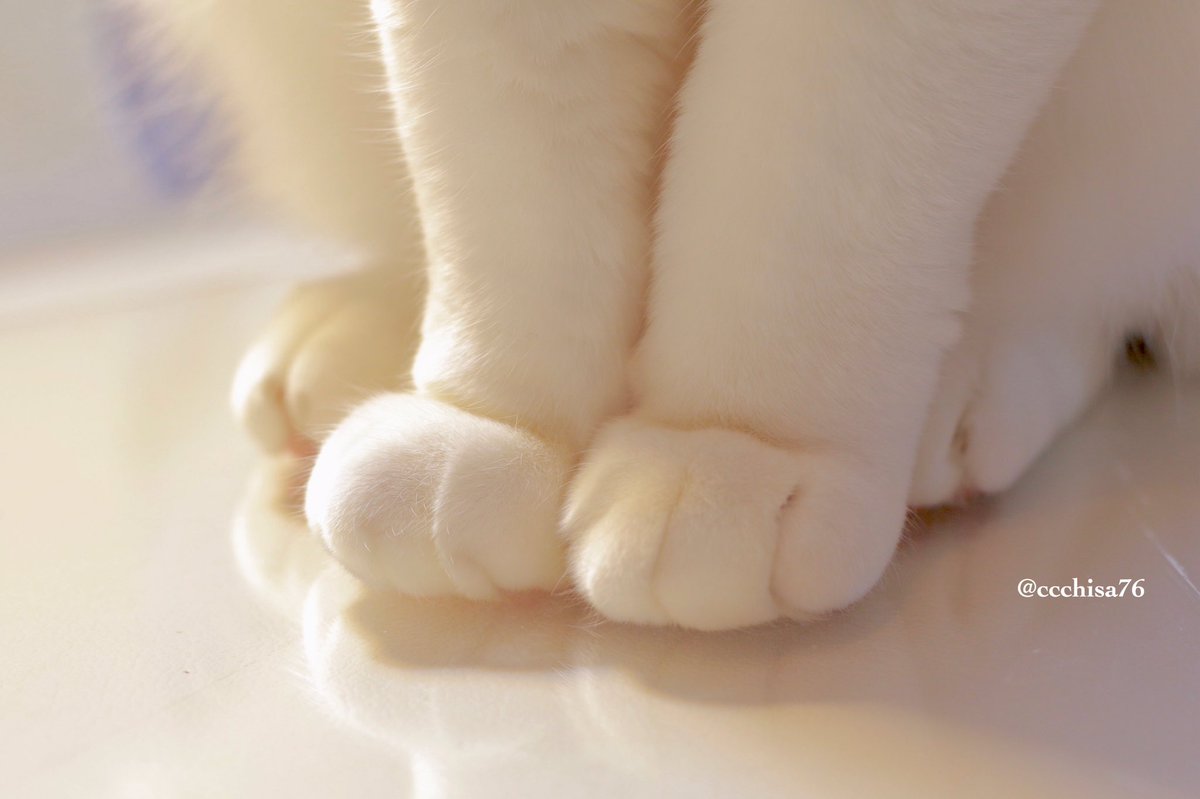 ccchisa76 tweet picture
