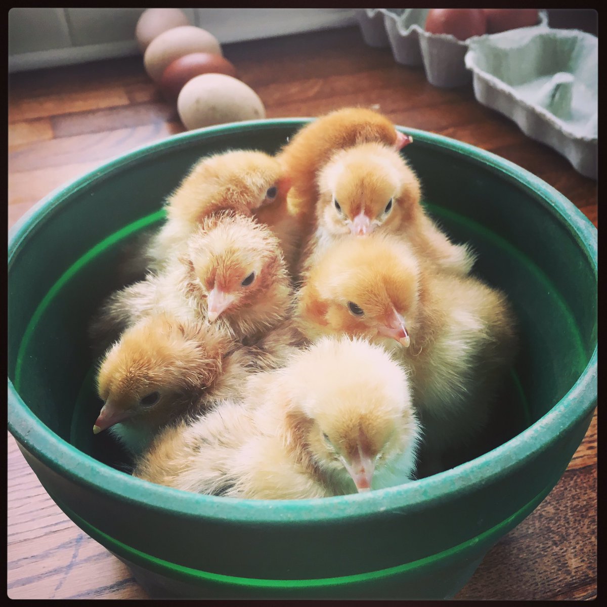 doolittlesdisp's tweet photo. It's all go on the @doolittlesdisp farm - we have lots of super cute lambs and chicks so we've been slightly distracted from tweeting! https://t.co/8aCpcOmZKg