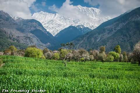 Spring was already in full bloom in #Kangra as we started our hike." #Dharamshala #travelIST #travelpics 
ln.is/travellingslac…