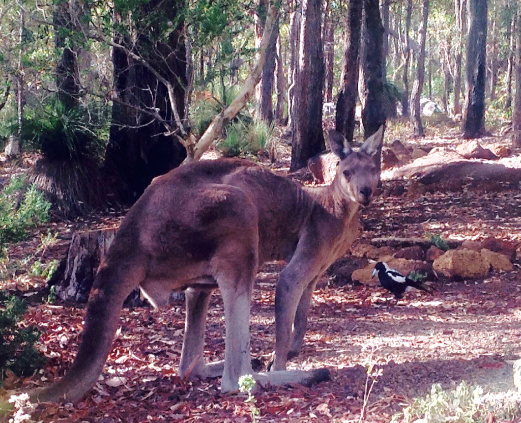 jarrahdale1's tweet photo. #bosskangaroo & #magpie #bigfellow #strong #dangerous #wildlife #jarrahdale #australia #goaway! #alphamale #forestroo https://t.co/dnLtNkN0J9
