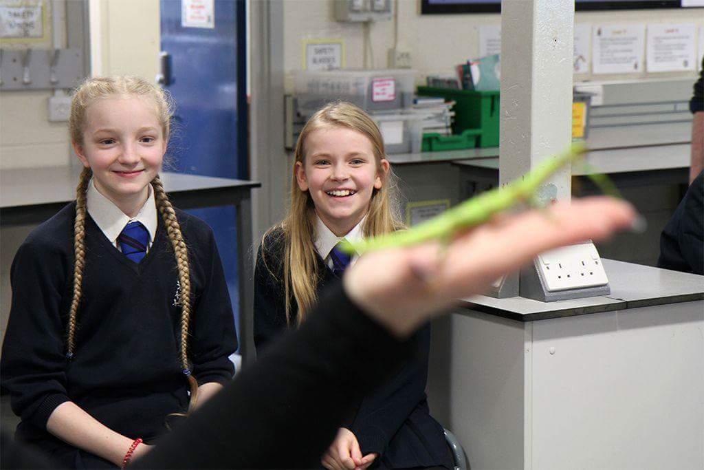 TheWildRoadshow's tweet photo. Beryl, one of our Diapherodes gigantea Stick Insects making faces smile as always. https://t.co/1L1VDWS3ES