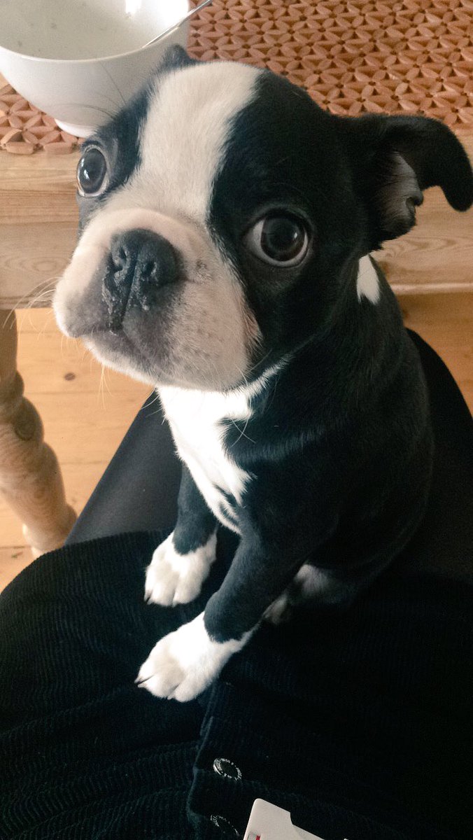 georginaleflock's tweet photo. Monday morning ft Lola https://t.co/nfUCeXNgbH