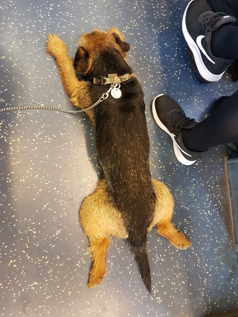 OtisSootFace's tweet photo. Havin a qwik nap on da twain to wurk. Today I is supervisin hoodads noo team. https://t.co/wtqpxPjMcJ