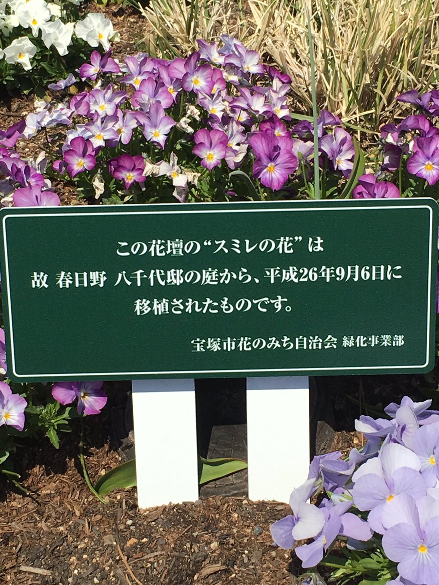 Hananomiti 今日4 3 月 は星組の スカピン 13時公演終了 花の道は桜も咲き今週末が満開かなあ そして故 春日野八千代さんの邸宅の庭から移植されたスミレの花が花の道で咲いています