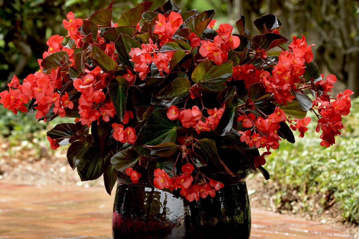 FlowerTrials tweet media