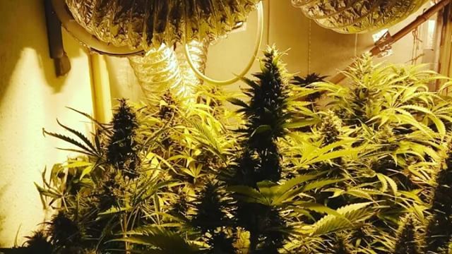 Dr_Cogollo's tweet photo. Unas pocas automáticas de Biohazard Seeds en índoor a 20 horas de luz. Enormes #Auto420 y #Somachigun
@Info_Seeds https://t.co/t2jryvJrtu https://t.co/VSaxd52Nv1