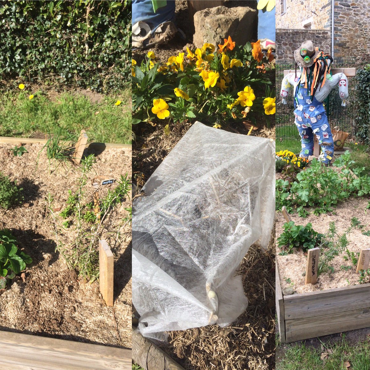 BourgetAude's tweet photo. Vendredi au TAP Sideville les enfants ont fait du potager; transplantation et semis sous abris de graines de tomate &amp; potimarron #potager https://t.co/0XQi2npRbq