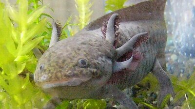 チャンラン えっ ウーパールーパー可愛くないか と思ったけど成体がグロいじゃないか 後悔した