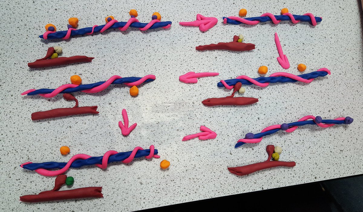 WyedeanSciLead's tweet photo. Y13 at it with the plasticene again. Muscle contraction at a molecular level. #scientificmodelling https://t.co/CjBTjOF8Wo