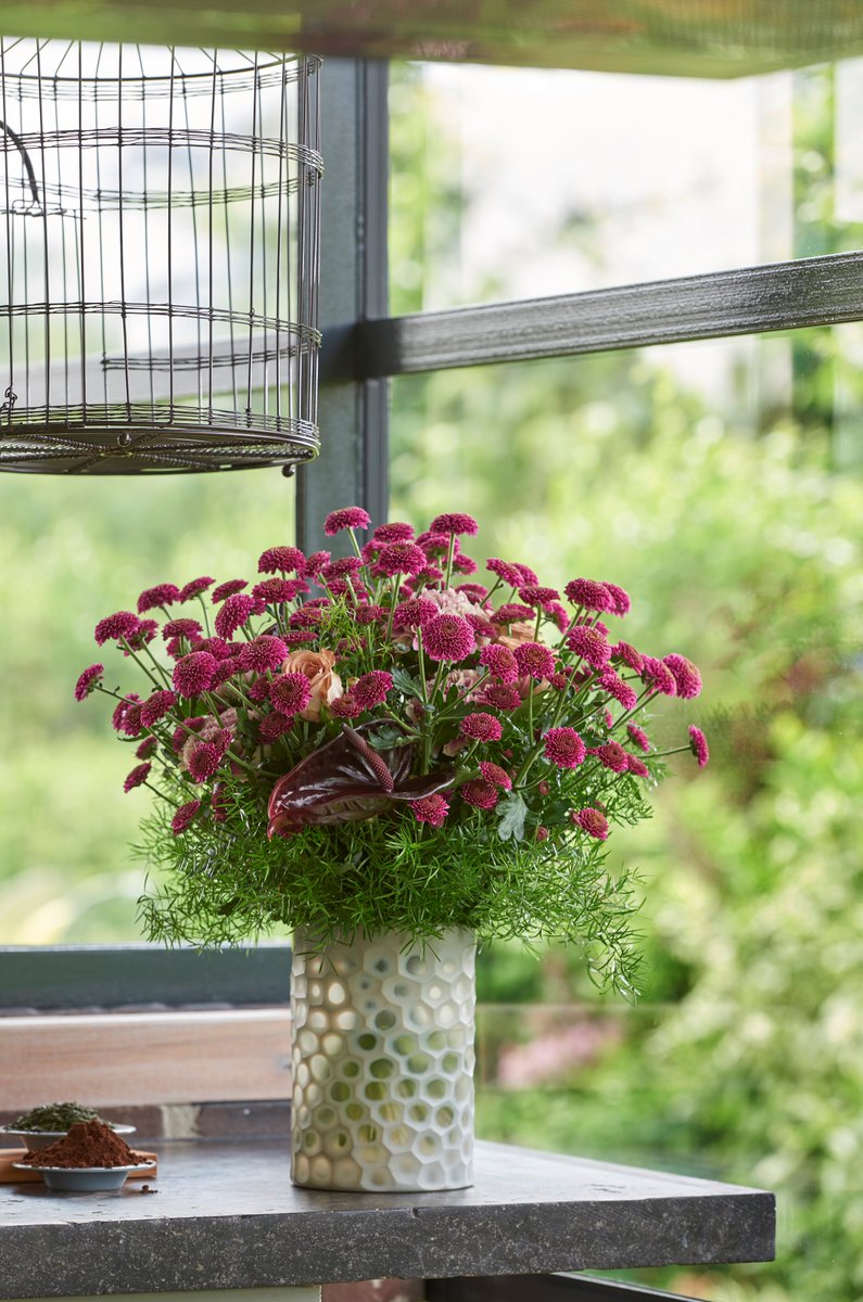 Royal Van Zanten (@rvzcuttings_rh) on Twitter photo Demi, de donkerpaarse blikvanger in het Santini segment vanaf vandaag aangevoerd op <a href="/FloraHolland/">Royal FloraHolland</a> Naaldwijk door kwekerij De Hungerenburcht Demi, de donkerpaarse blikvanger in het Santini segment vanaf vandaag aangevoerd op <a href="/FloraHolland/">Royal FloraHolland</a> Naaldwijk door kwekerij De Hungerenburcht