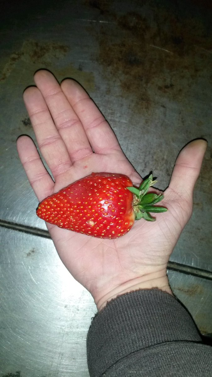 Folklore47My's tweet photo. Can't think of anything to tweet so here is a non sequitur strawberry...strawnsequitberry? https://t.co/5hUGqL3V1Q