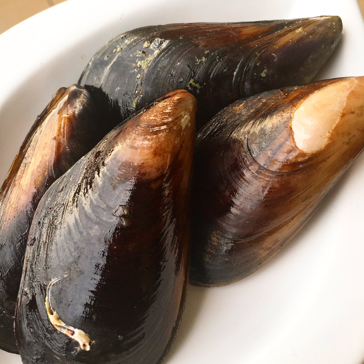 Herkese bol mitilolu bir hafta dileriz..😄 #pazartesi #mitilomidye