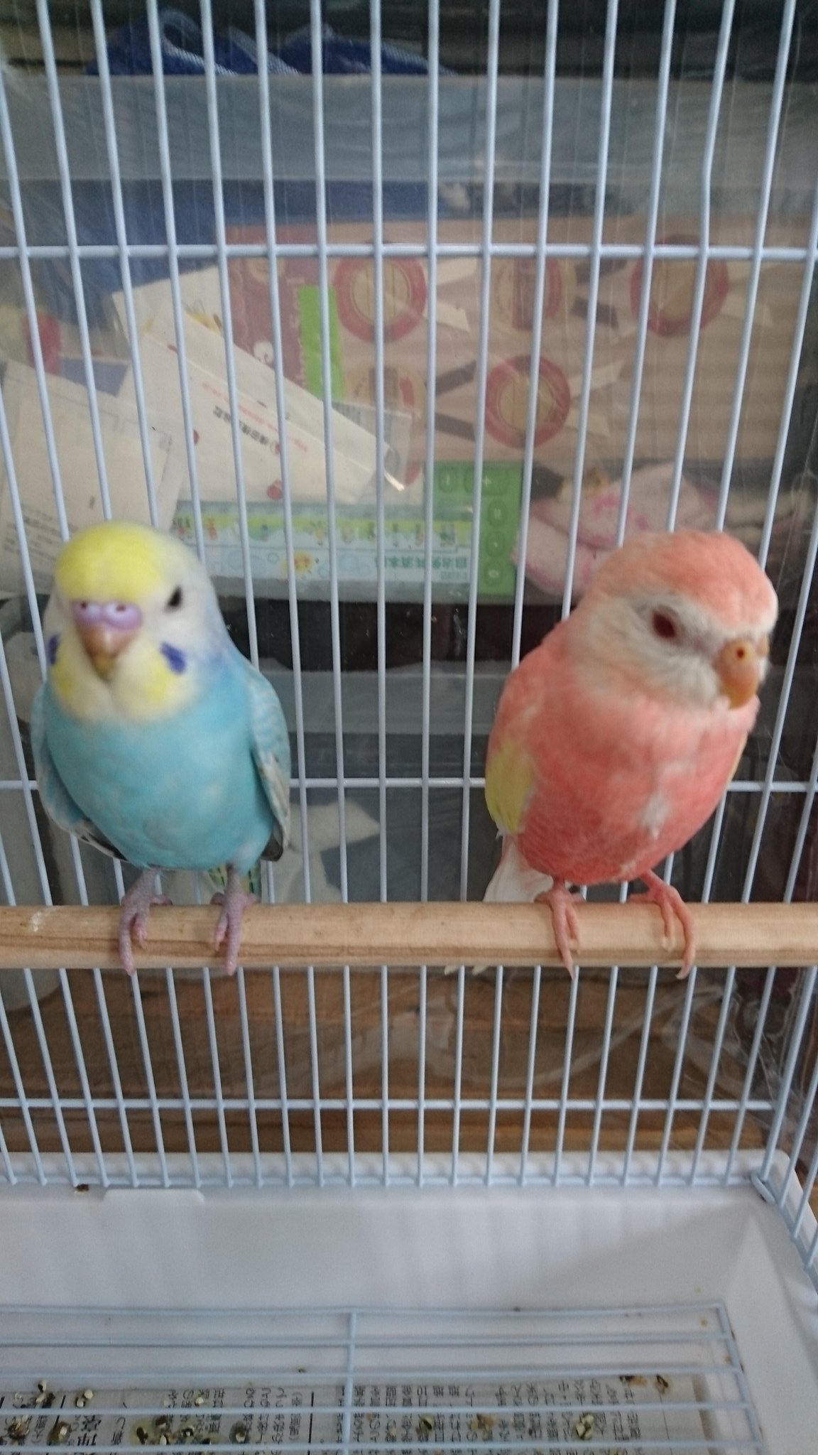 Tweets With Replies By 鳥千代 インコのしもべ Chiyochiyo0903 Twitter