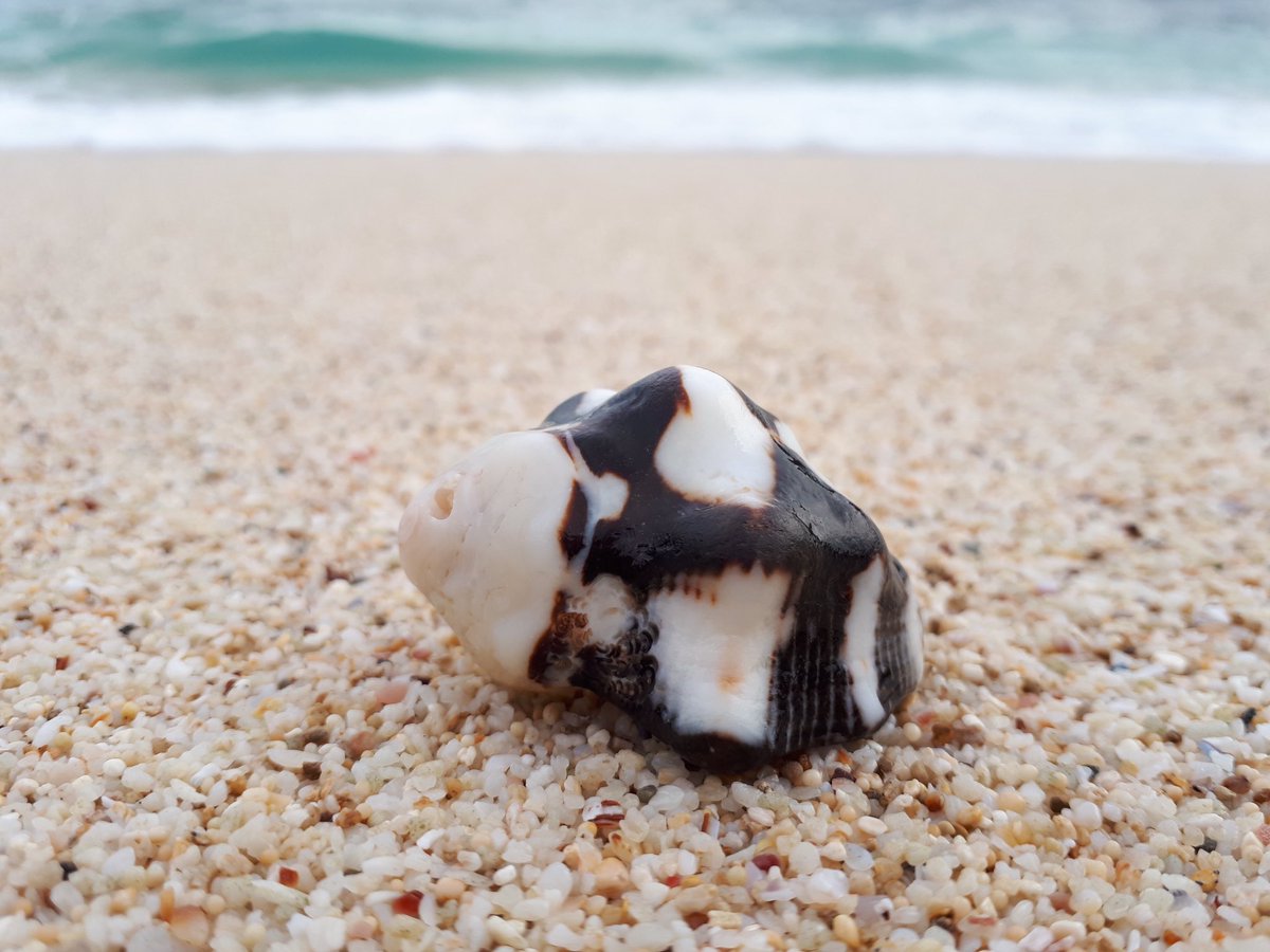 My heart is by the ocean 😝
I took those pics yesterday thought I should share 🐚

Location: Pathuk Gebang, Tulungagung, East Java, Indonesia