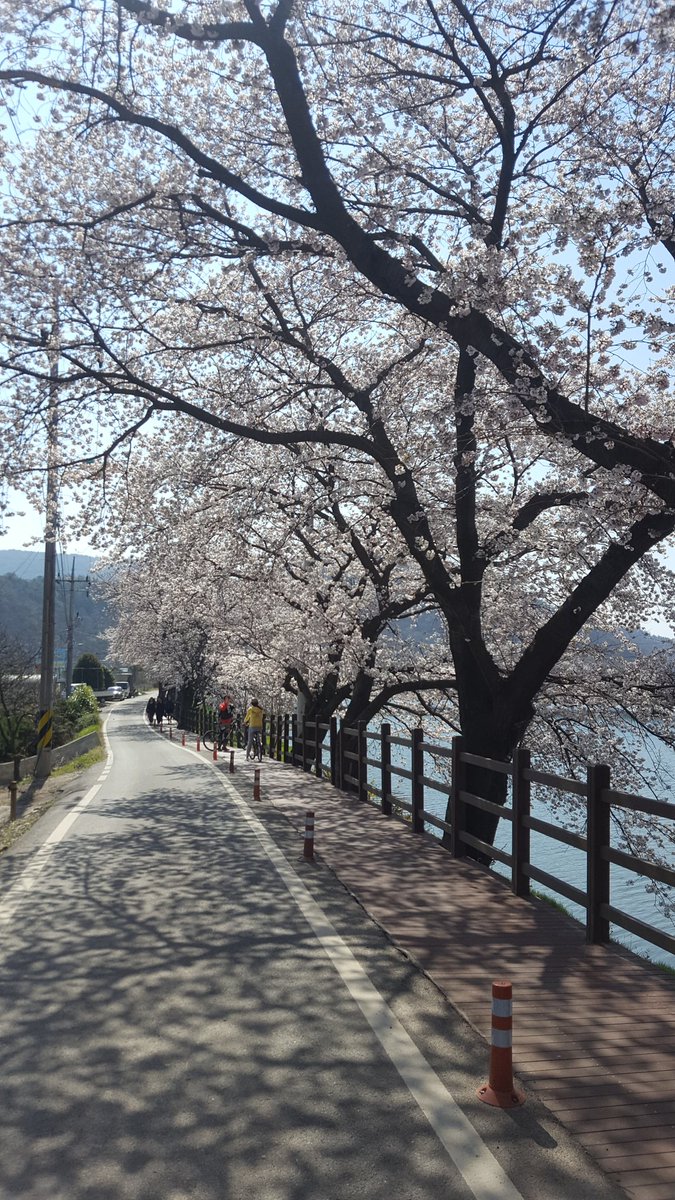 boodak6's tweet photo. 벗 꽃이 만발 했어요

바라본 벗 꽃은
세상 시름 다 날려
버릴 만큼 이쁨니다

그 꽃을 보면서도
가슴 한켠이 시린
사람도 있답니다

꽃도 마찬 가지 입니다
다들 속내를 드려 내지는
않거든요. https://t.co/lRQWayMh9l