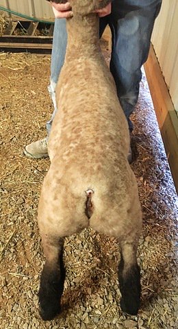 See our entry (LOT 12) in the VA Showmasters Sale on SSP!  This very complete wether sells tomorrow.