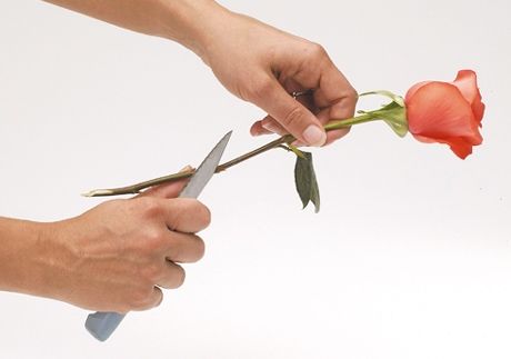 Goquets's tweet photo. A tip for trimming #flowers: Cut at an angle so they can absorb more water and stay fresh longer! https://t.co/HjLoUV1jX2