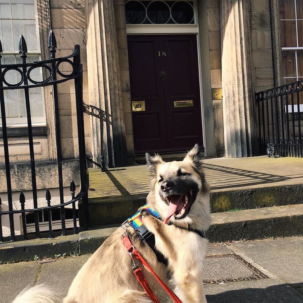declan_dogblog's tweet photo. My first Edinburgh #doortrait 👩🏻says I'm not very good at sitting still....#declandog 🐕#dogonthemove #edinburghdog… https://t.co/T7QnBjXcs3 https://t.co/rT1M4XTv12