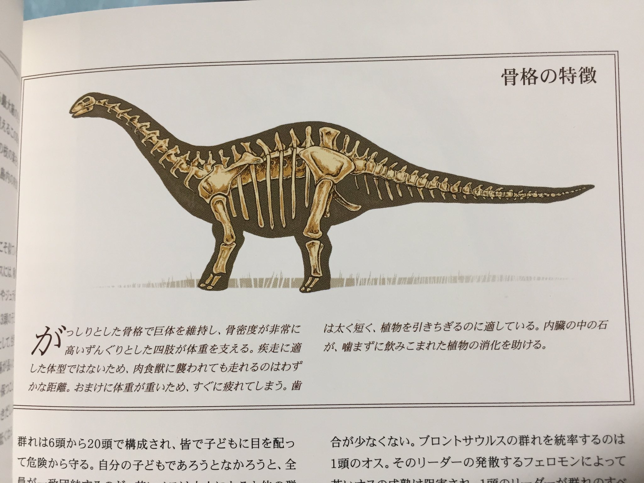 ガイス Twitter वर 05キングコングの髑髏島に生息する恐竜の骨格図 スケール無い 1 ヴァスタトサウルス レックス 2 ヴェナトサウルス サエヴィディクス 3 フェルクタス ケラステス 4 ブロントサウルス バクスターイ T Co Xrlklne0yx Twitter